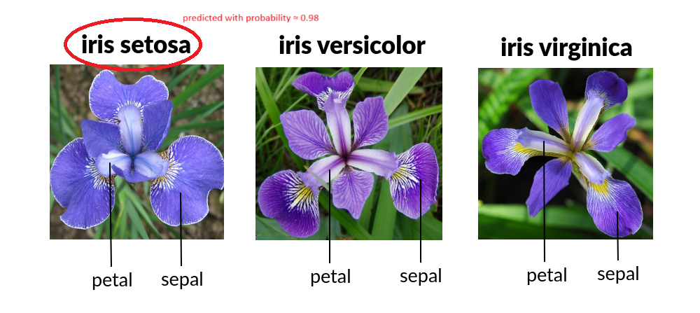 Iris Setosa predicted with probability ≈ 0.98