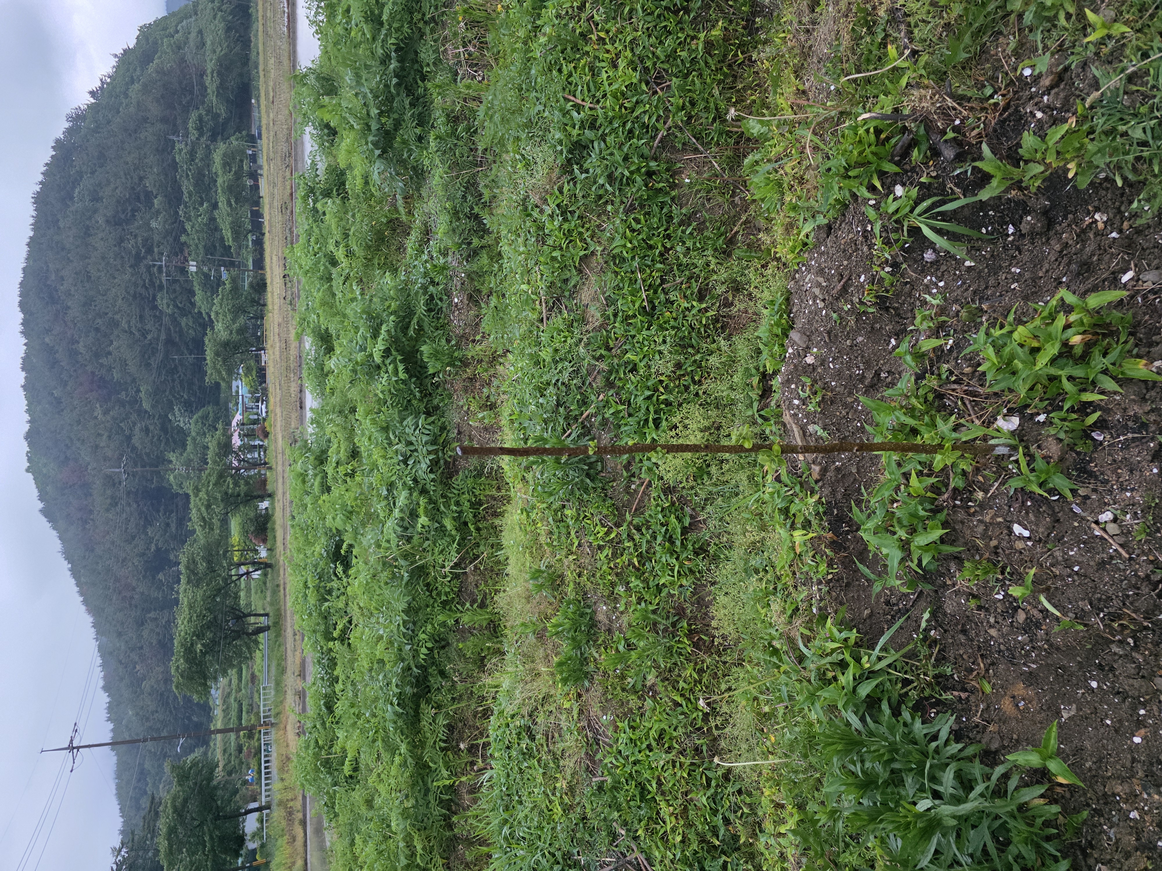 감나무 싹이 트다 2