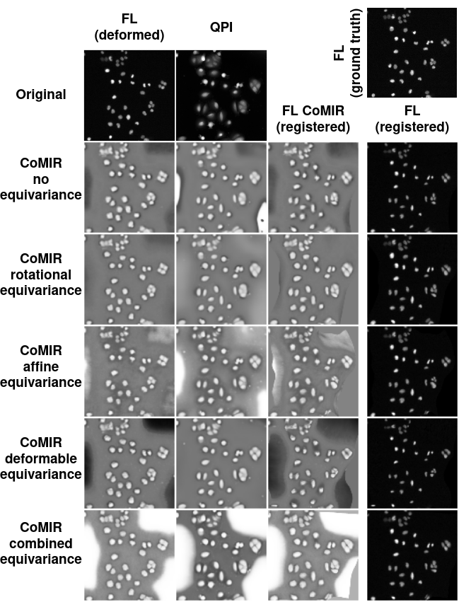 cytological registration example 1