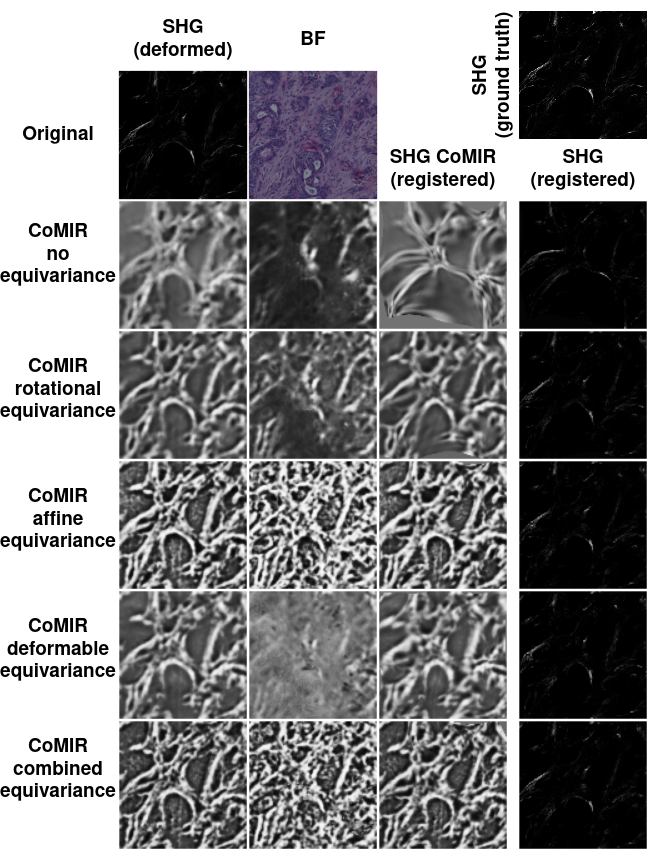 Histological registration example 2