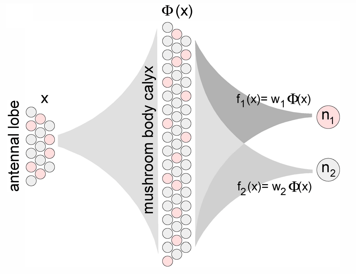 Olfactory classification model