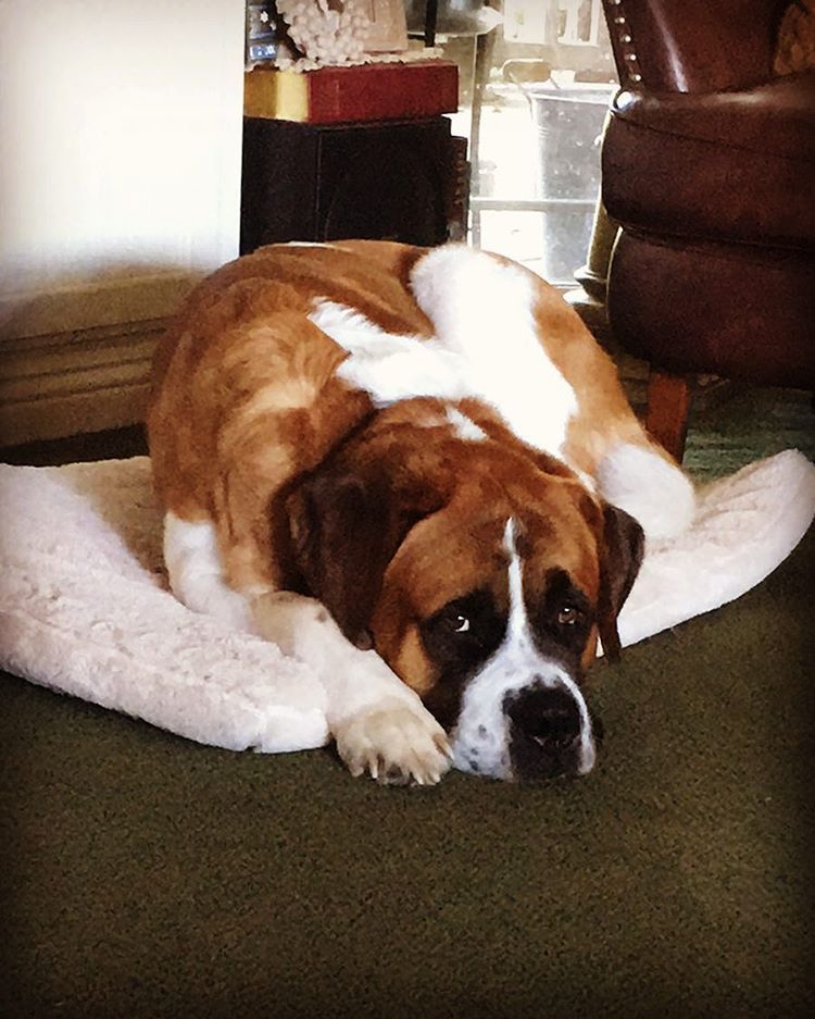 Bracco Italiano