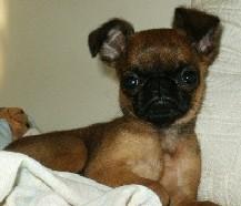 Brussels Griffon
