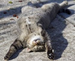 Lykoi