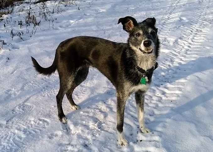 Mixed Breed