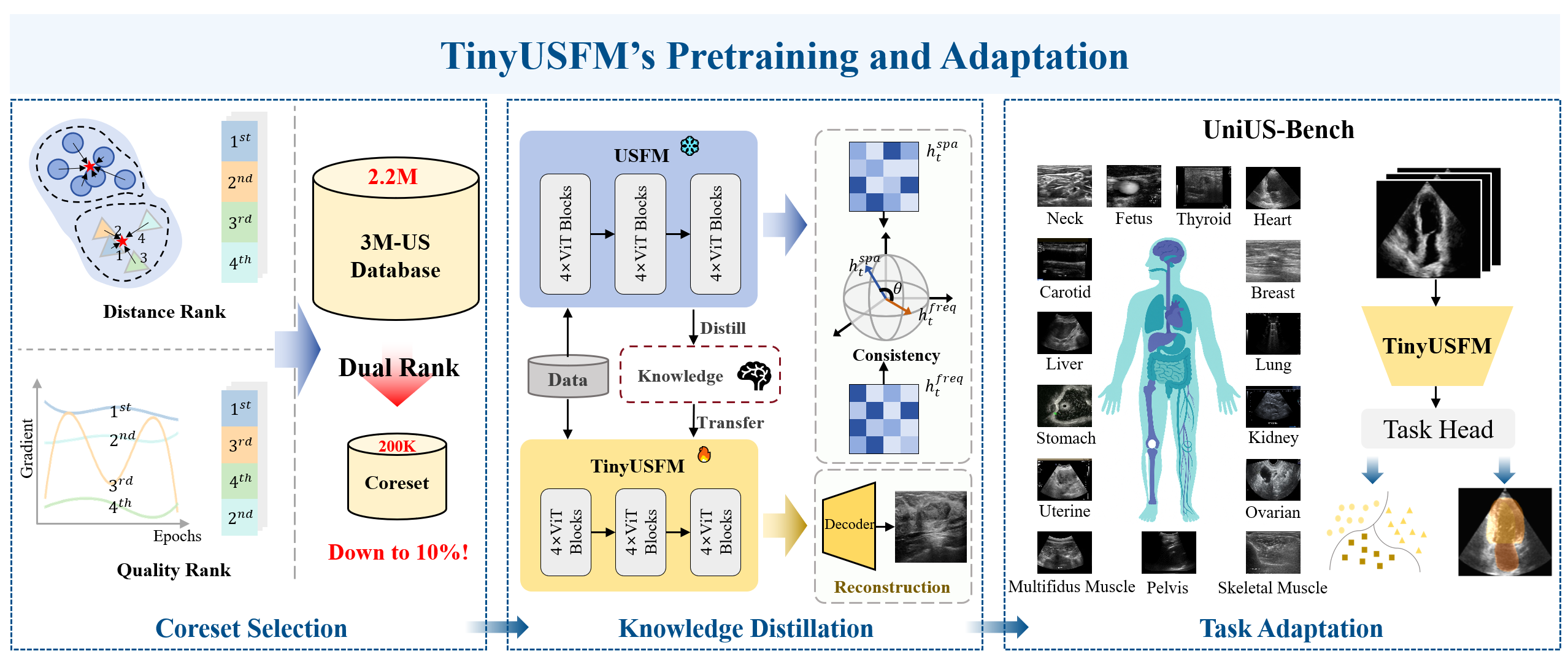 TinyUSFM Framework Overview
