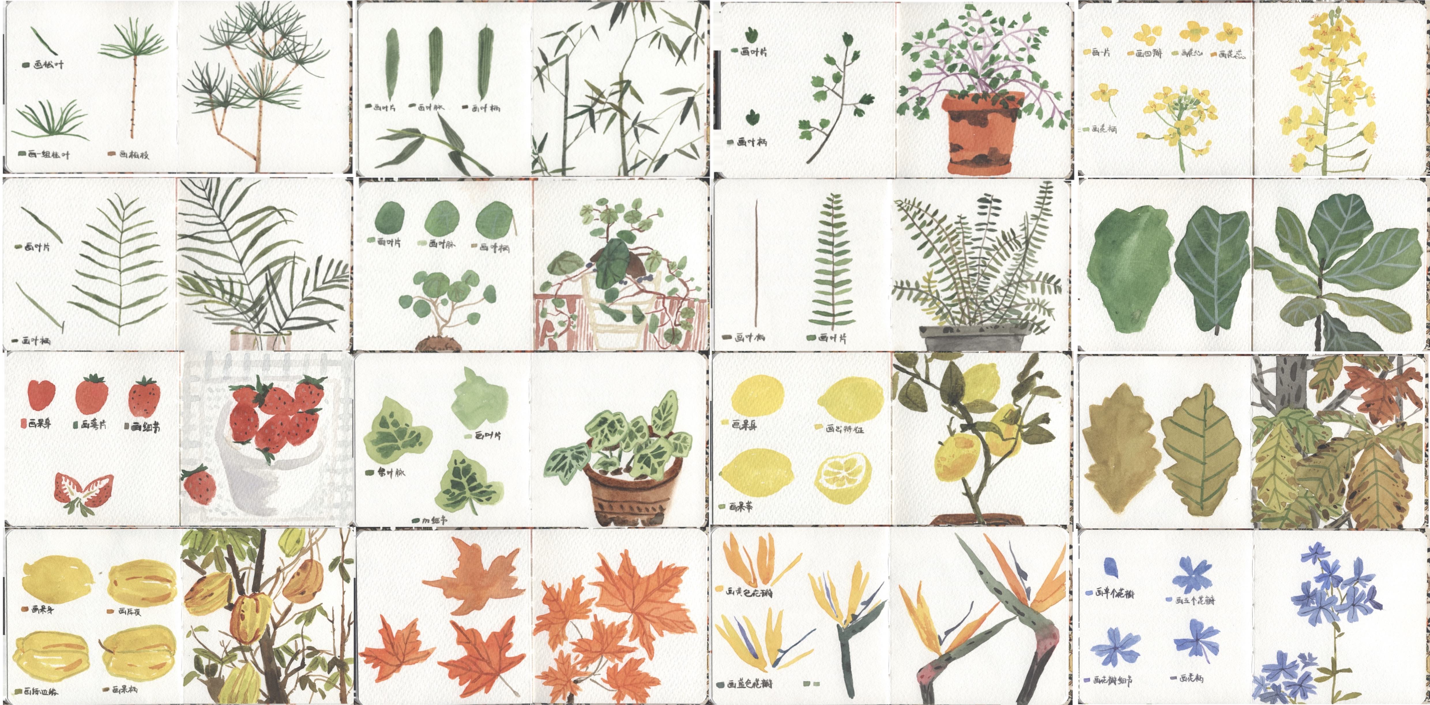 临摹-介疾《画点植物》