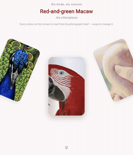 Swiping between bird photographs: the header name and the pull-down ripple both take the colour of the centred photo