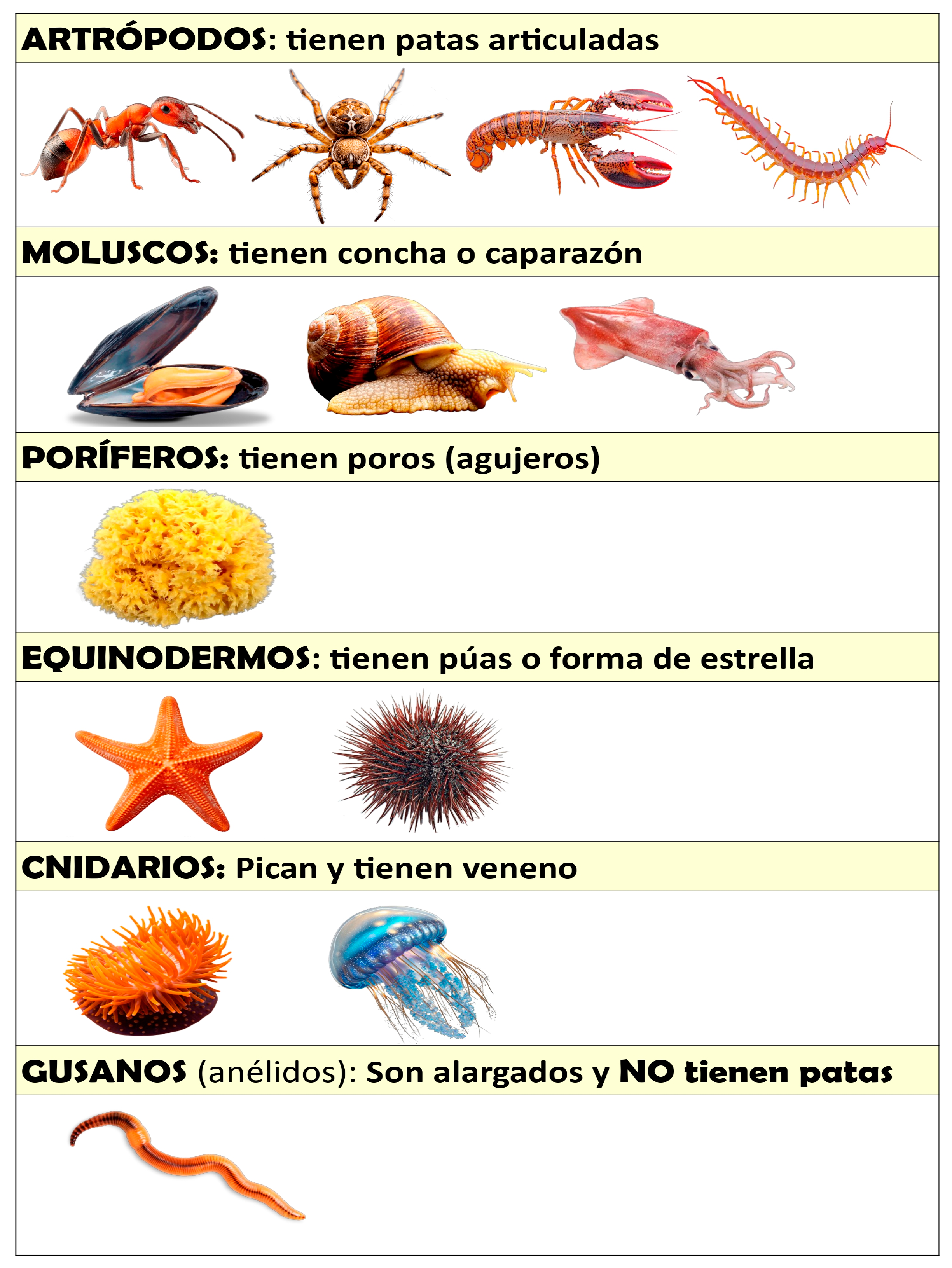 Tabla de invertebrados