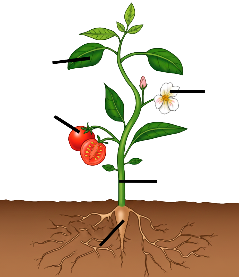 Planta para señalar