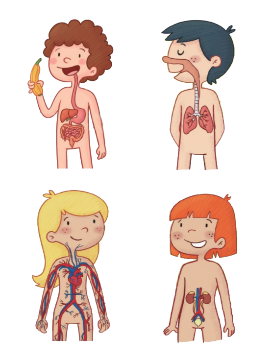 Aparatos de la nutrición