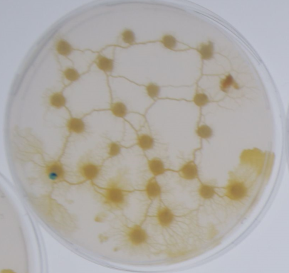 Physarum petri dish