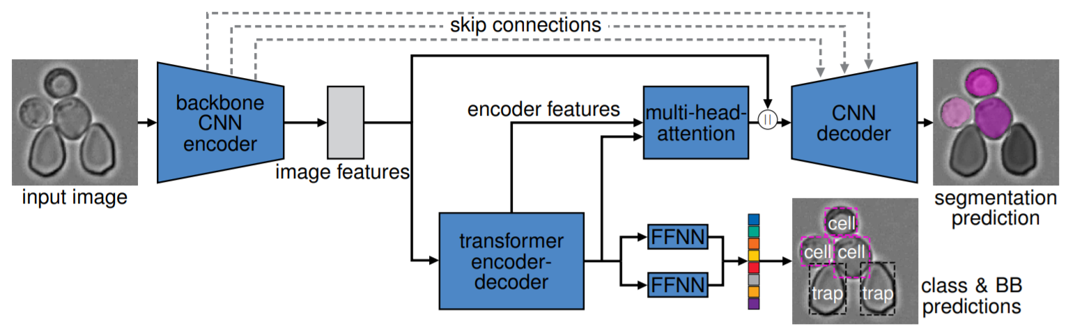 Cell-DETR_Architecture