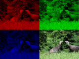 RGB-Turkeys.png