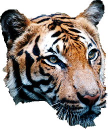 Original Tiger Head Resize