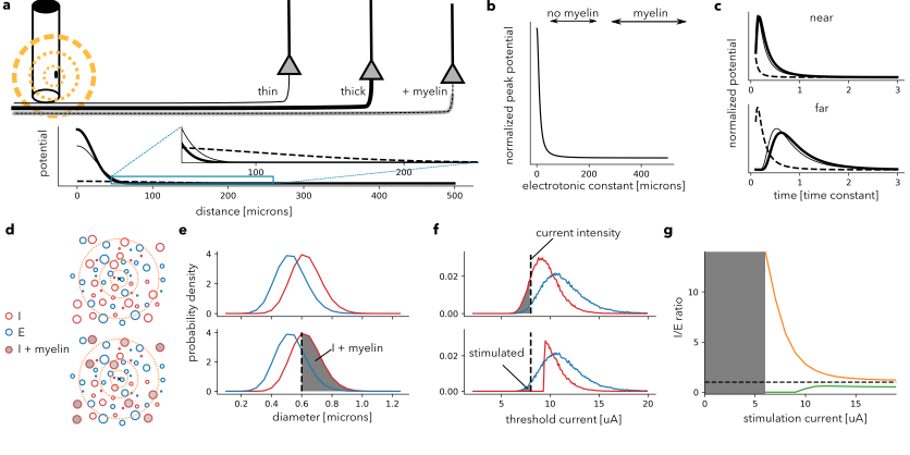 Axonal dynamics