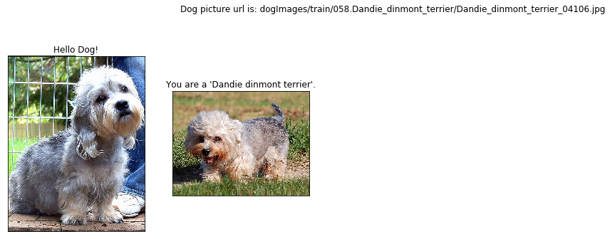 GitHub - MbassiJaphet/pytorch-dog-breed-detection: Indentify a dog ...