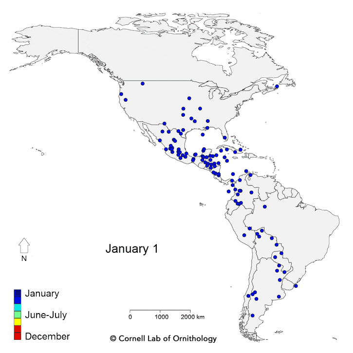 图X：康奈尔鸟类学实验室绘制的美洲鸟类迁徙路径。