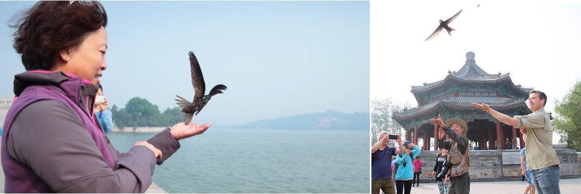 图X：工作人员释放安装定位器的普通楼燕。左图中可以看到普通楼燕背后的传感器，右图中可以看到普通楼燕白色喉部的典型特征。Zhang Weimin拍摄。