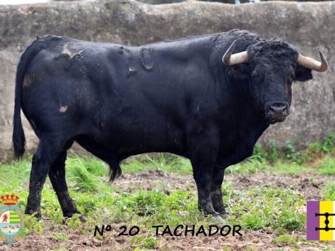 Imagen 2