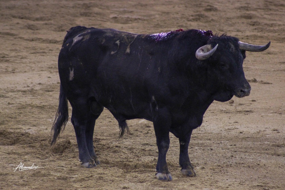Imagen 7
