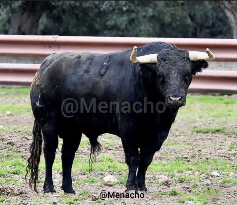 Toro número 118, sustituto del titular 