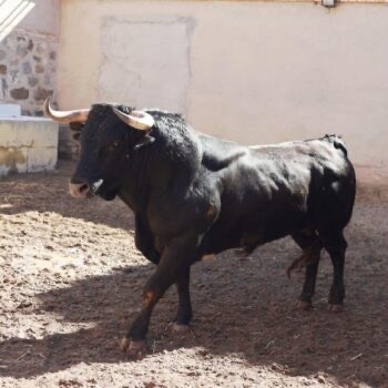 Imagen 4