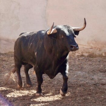 Imagen 6