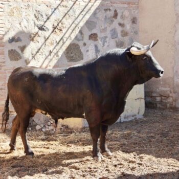 Imagen 8