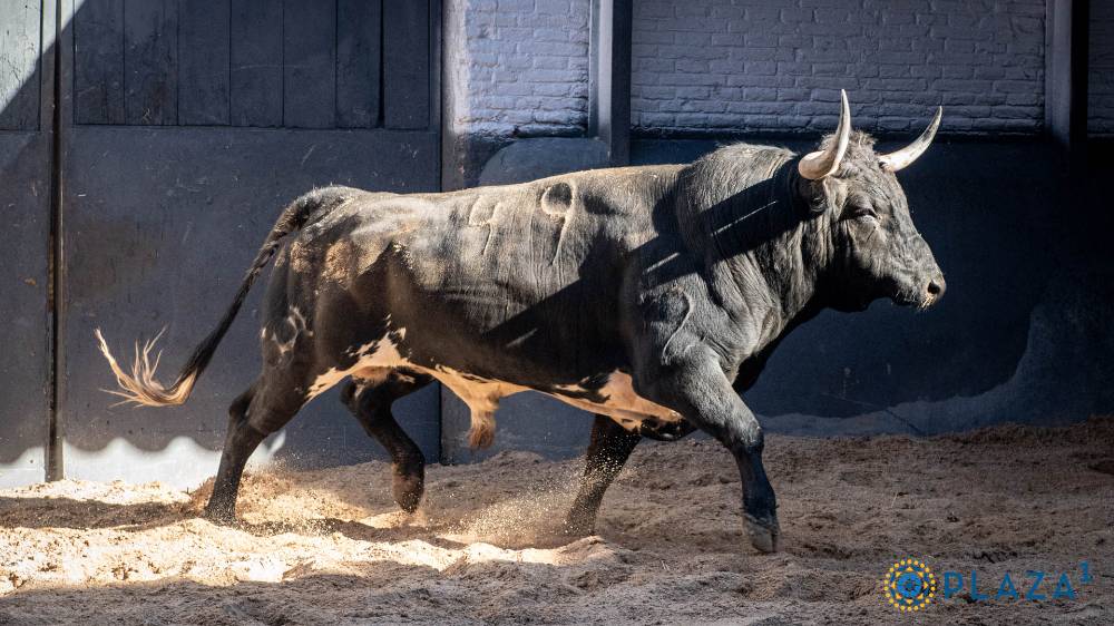 CANTINILLO, Nº 49, PRIMERO DE LA TARDE DE DOLORES AGUIRRE