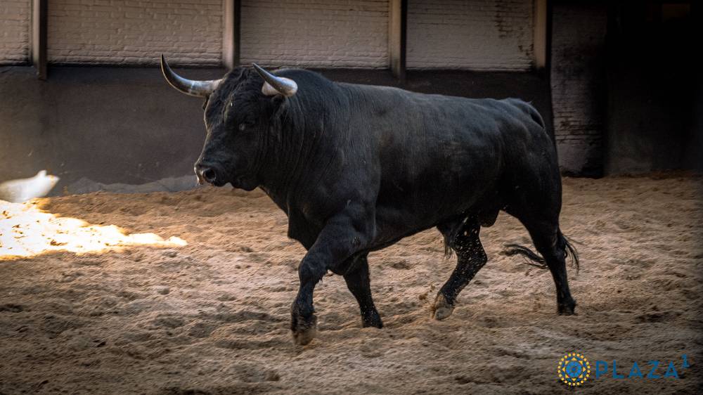 PITILLITO, Nº 51, TERCERO DE LA TARDE DE DOLORES AGUIRRE