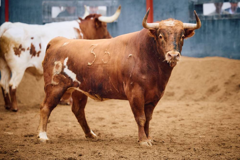 6º Nº 36. TONADILLO. Colorao lucero. 535 kg. 09/21