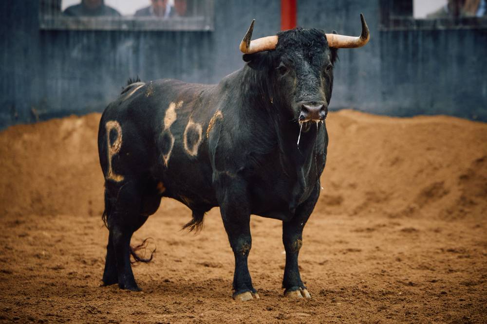 3º Nº 86. CORNETO. Negro mulato. 501 kg. 12/21