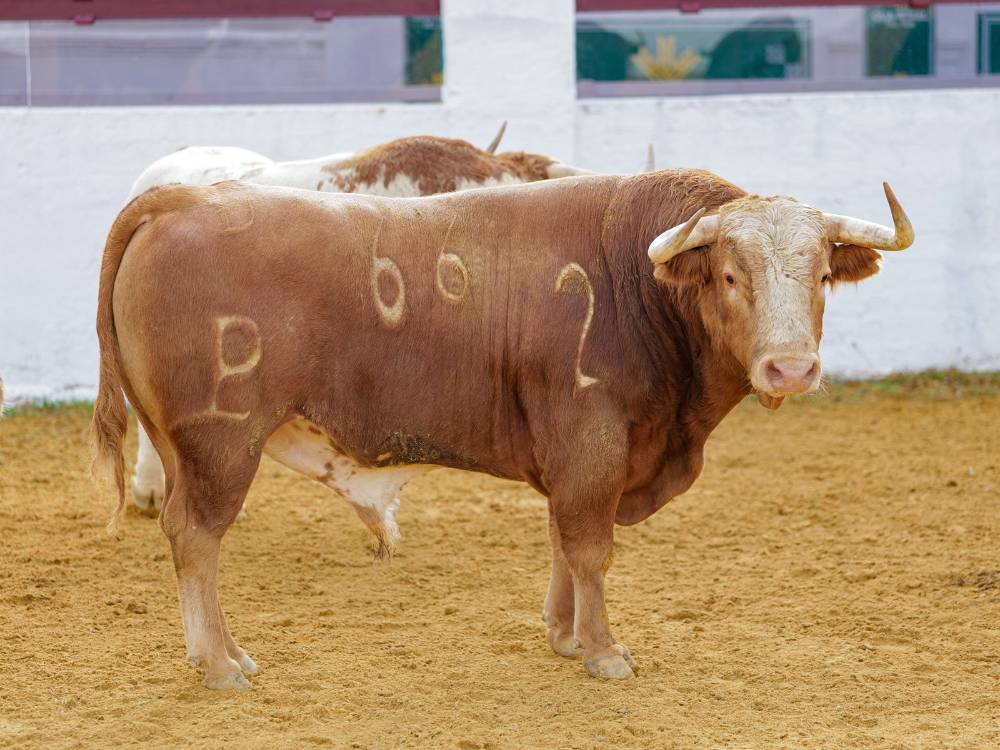  2º Nº 66. AVENTADO. Colorao lucero bragado. 531 kg. 10/2