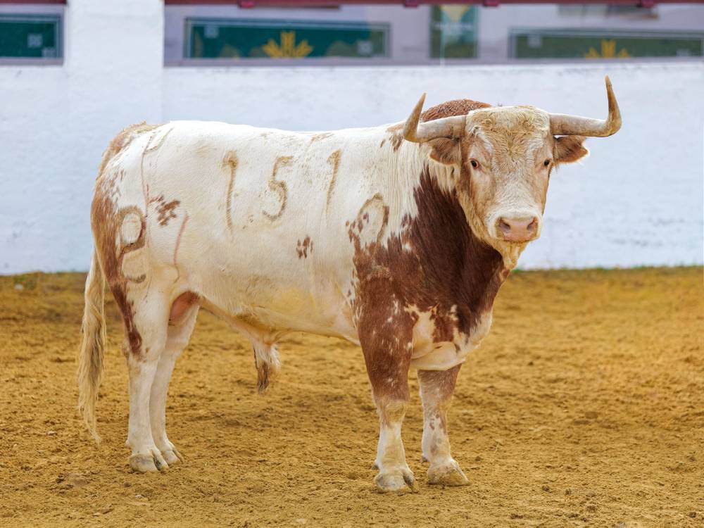 4º Nº 151. TONADILLO. Berrendo colorao. 512 kg. 01/22
