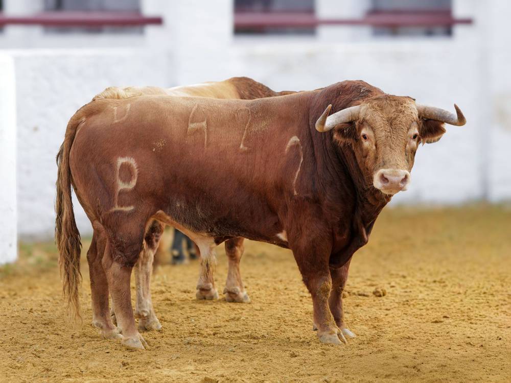 • 5º Nº 42. LANCERO. Colorao meano. 545 kg. 11/21