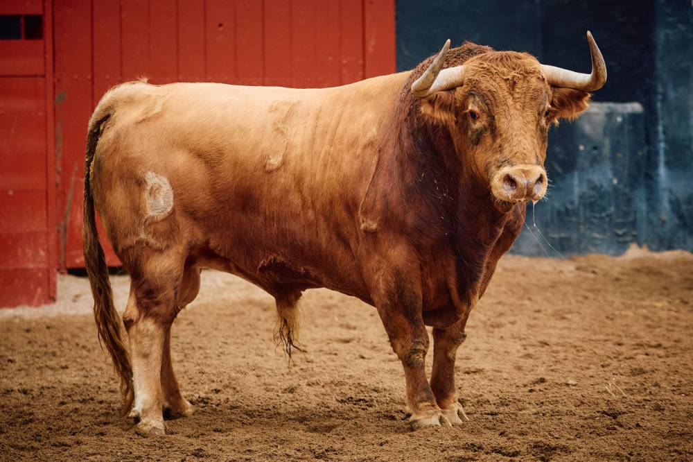  1º Nº 03. CATALINO. Colorao bragao. 566 kg. 11/21