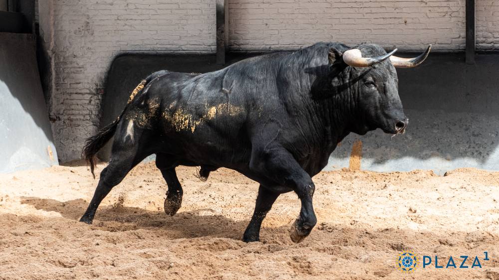 2º Nº 14, RATONERO, NEGRO, 530, 06/2022 Hnos. Sánchez Herrer