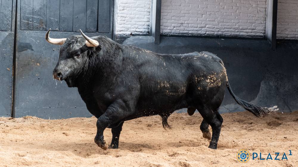 3º Nº 19, MOGÓN, NEGRO, 485, 06/2022 Hnos. Sánchez Herrero