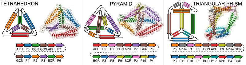 Images of designed protein origami