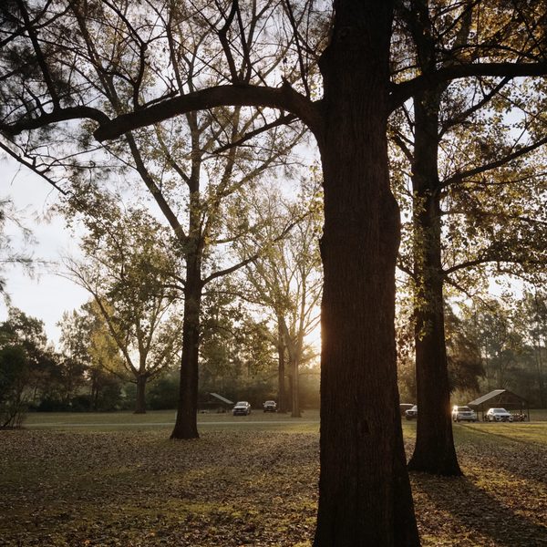 Golden Hour Through the Trees, Hawkesbury Golden Hour Through the Trees, Hawkesbury