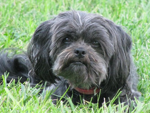 'Affenpinscher_00058'