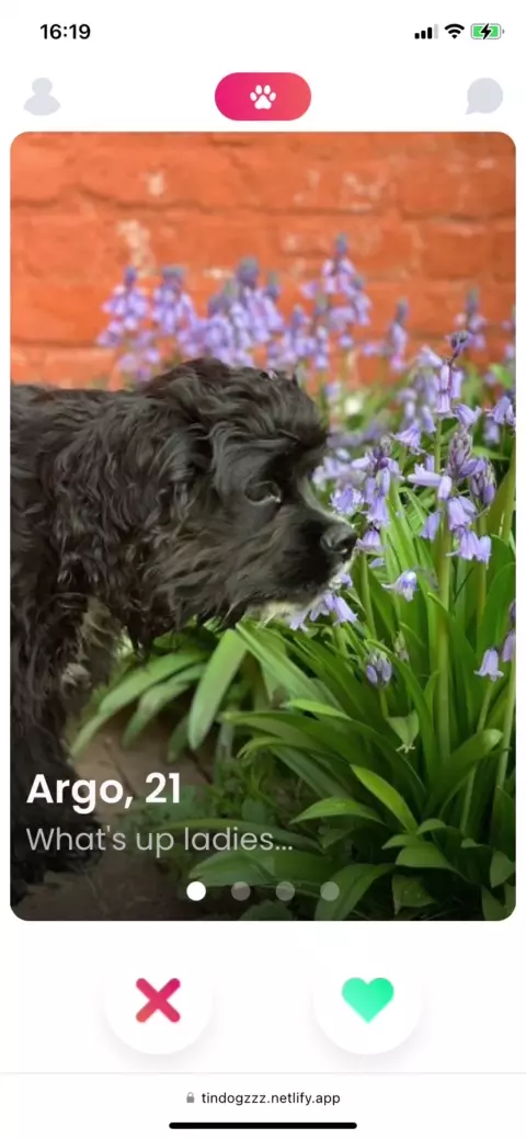 animation of swiping dog cards