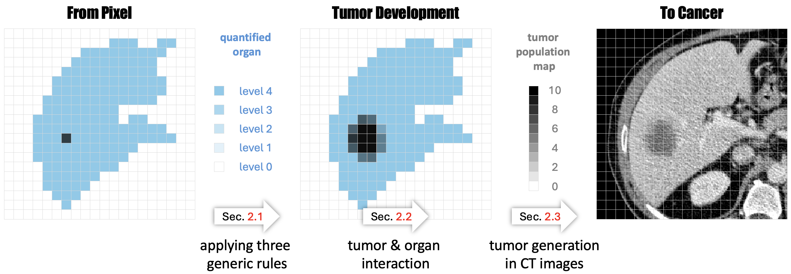 Simulation of Tumor Growth