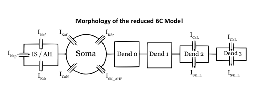 6c Reduced Model