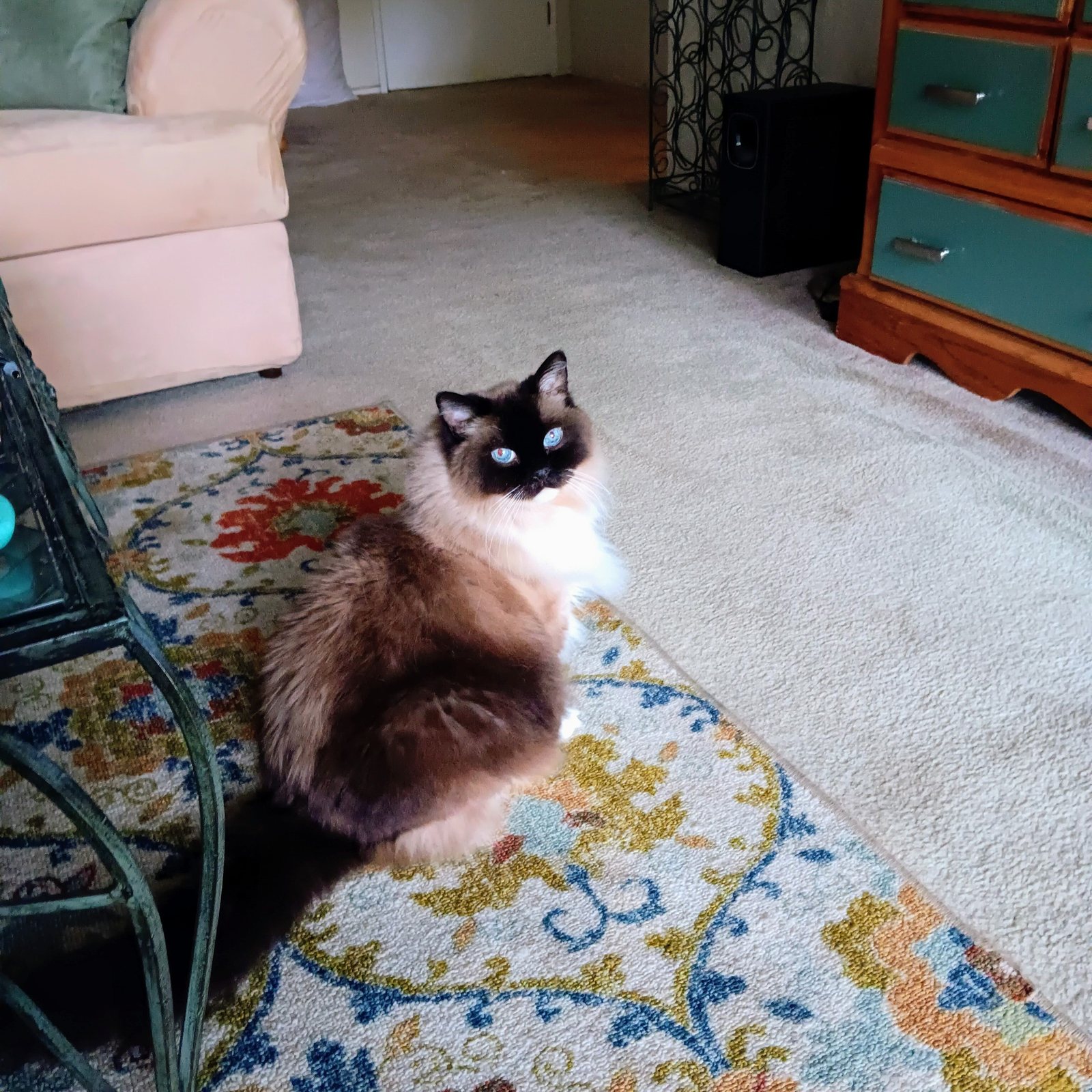 Photograph of the real Harlow, a seal-point Ragdoll cat
