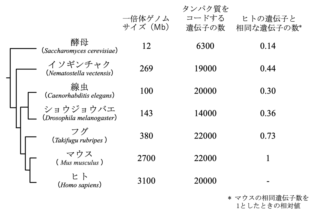 図1 真核生物各種のゲノムと系統関係