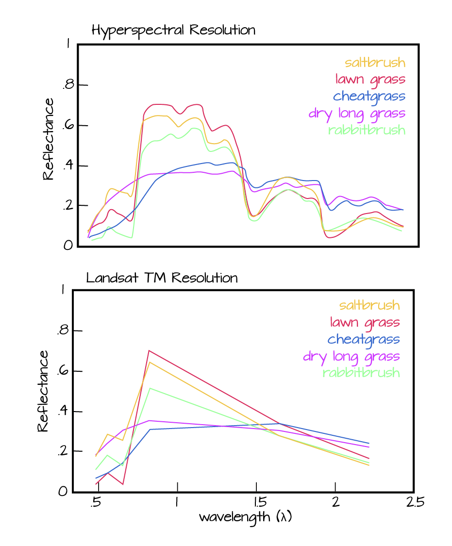 A hyperspectral resolution graph and a landsat TM resolution graph each showing different reflectance values across wavelengths for five differnt plants
