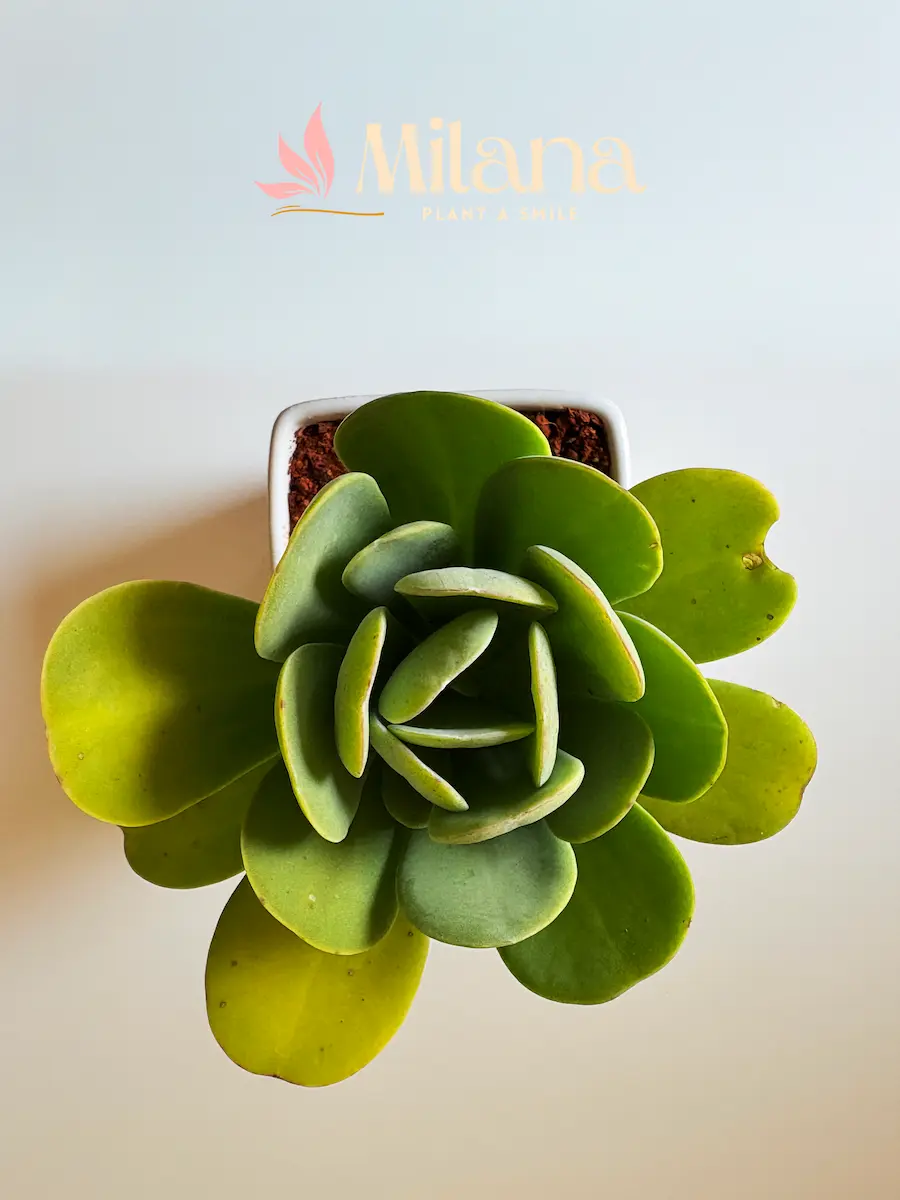 Succulent