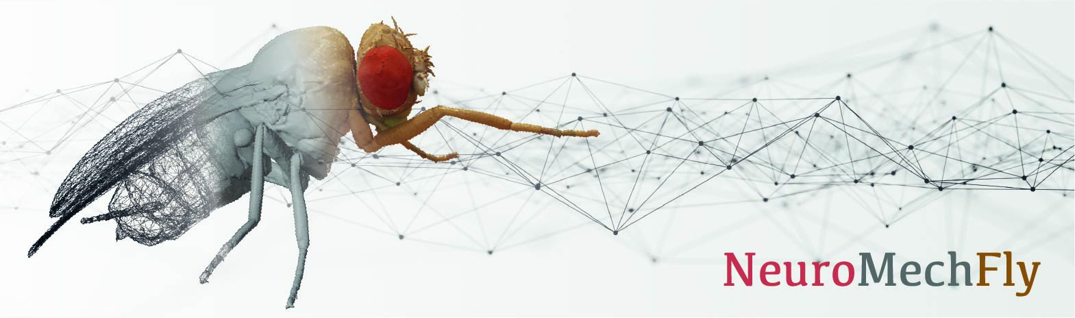 NeuroMechFly / FlyGym